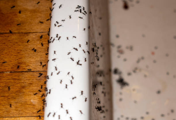 Pest Prevention Services in Shenandoah Farms, VA