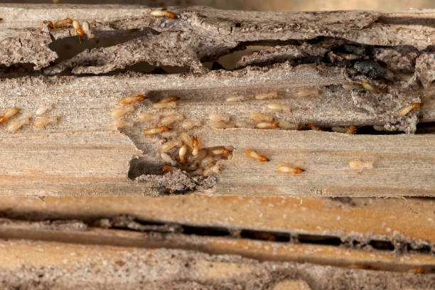 Reliable Shenandoah Farms, VA Pest Control Solutions